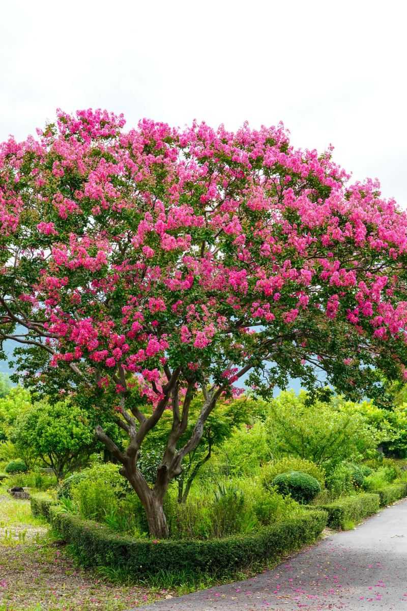 Crape Myrtle