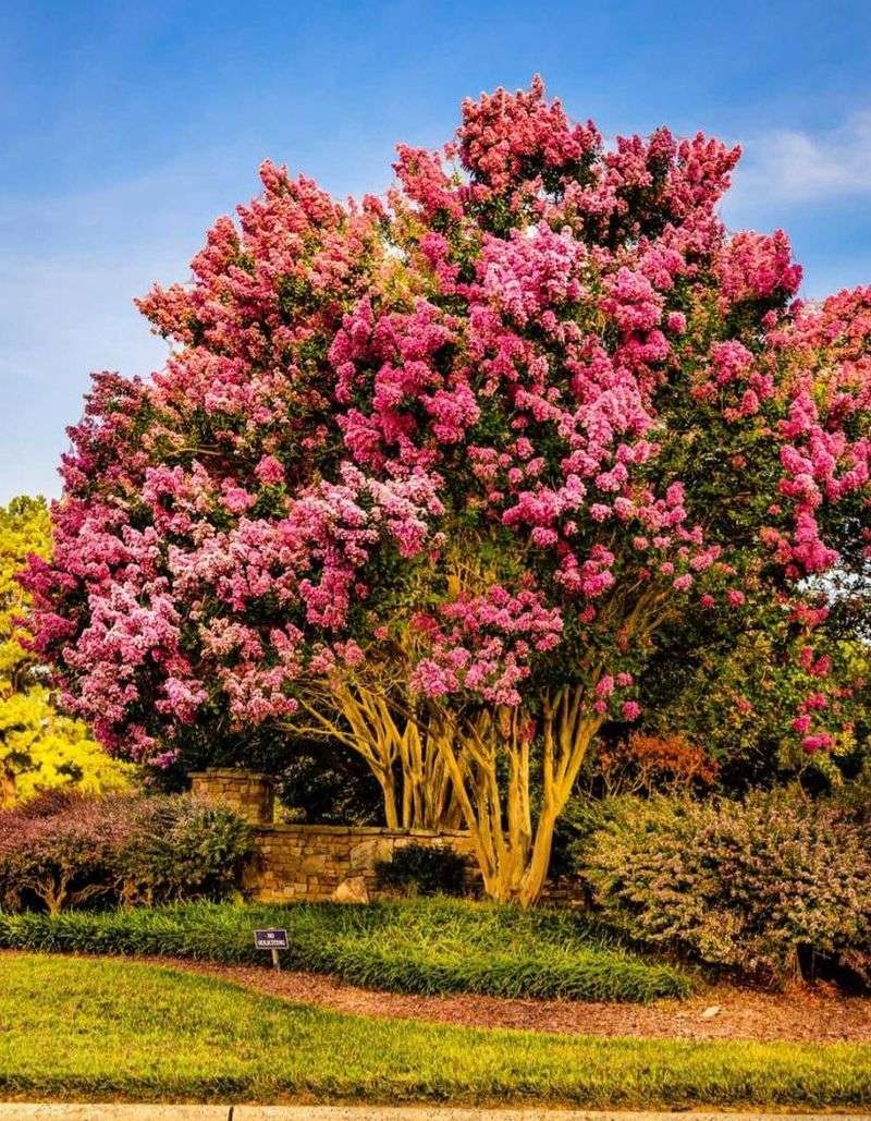 Crape Myrtle