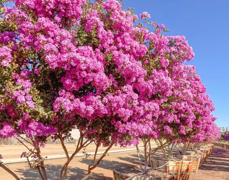 Crape Myrtle