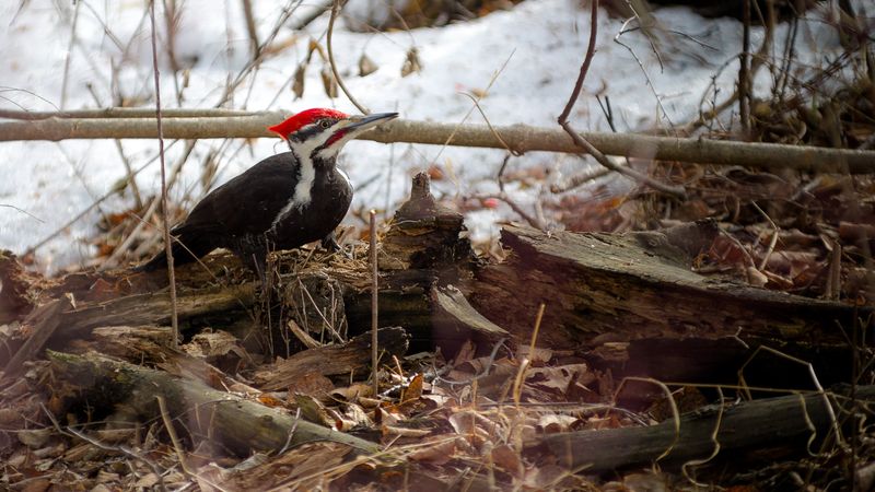 Create Brush Piles