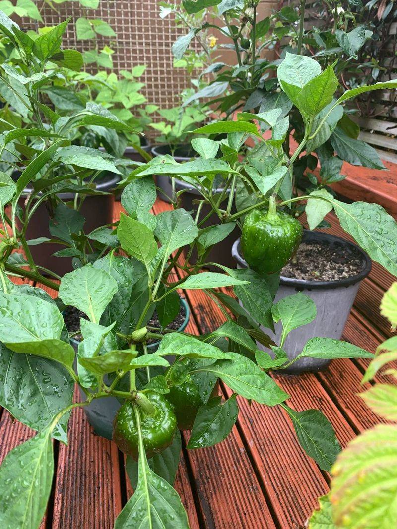 Create a Mini Pepper Garden