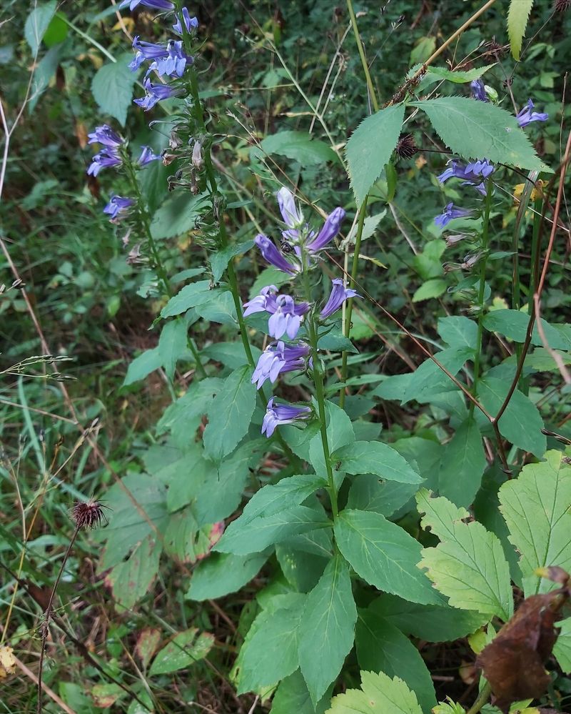 Creeping Bellflower