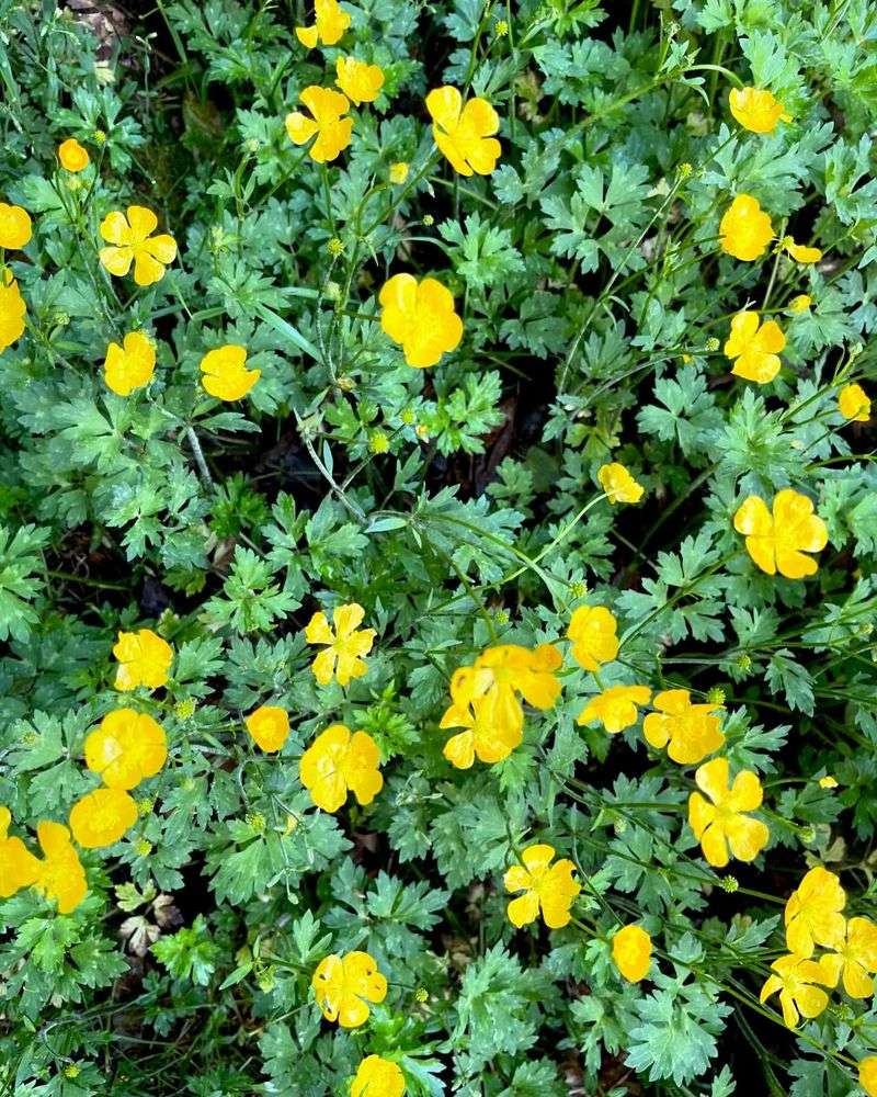 Creeping Buttercup