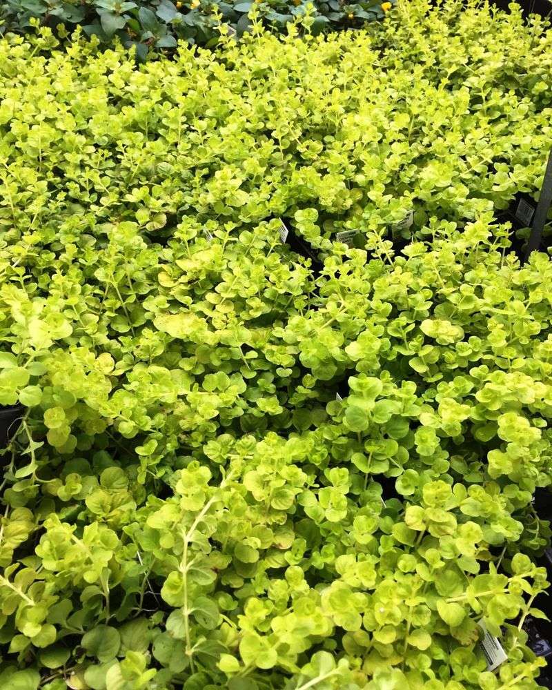 Creeping Jenny