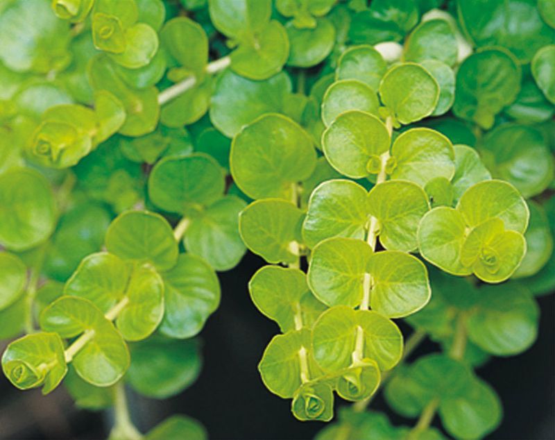 Creeping Jenny