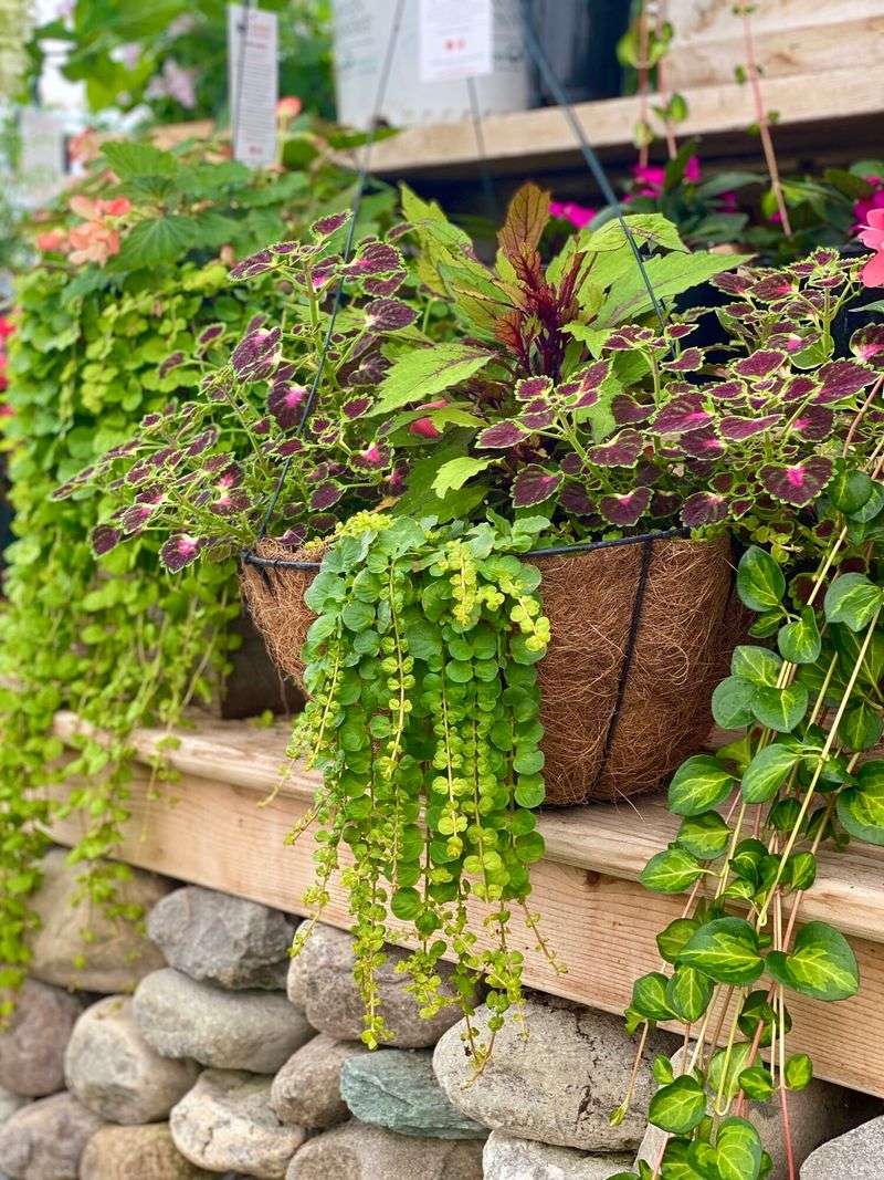 Creeping Jenny