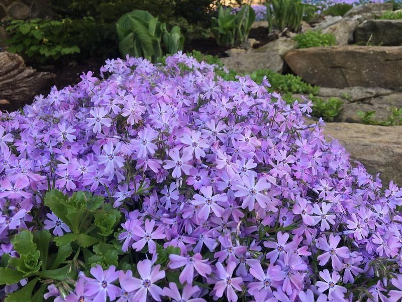 Creeping Phlox