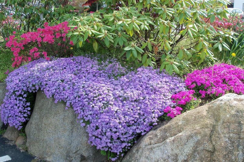 Creeping Phlox