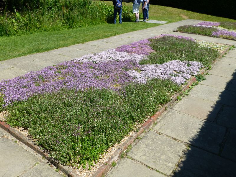 Creeping Thyme