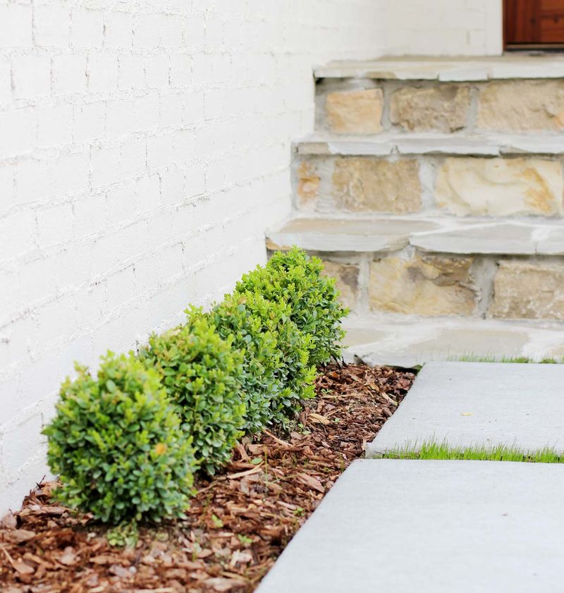 Boxwood (dwarf varieties)