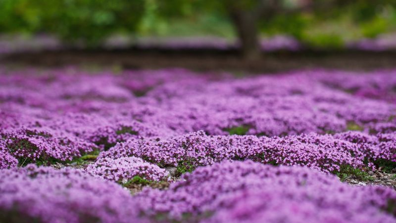 Creeping Thyme