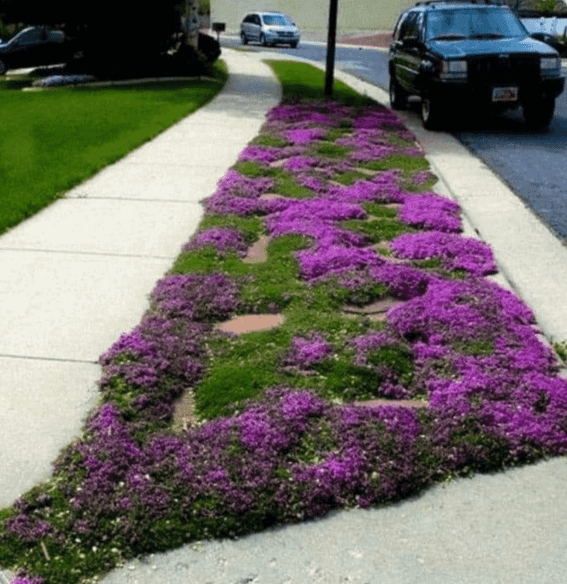 Creeping Thyme