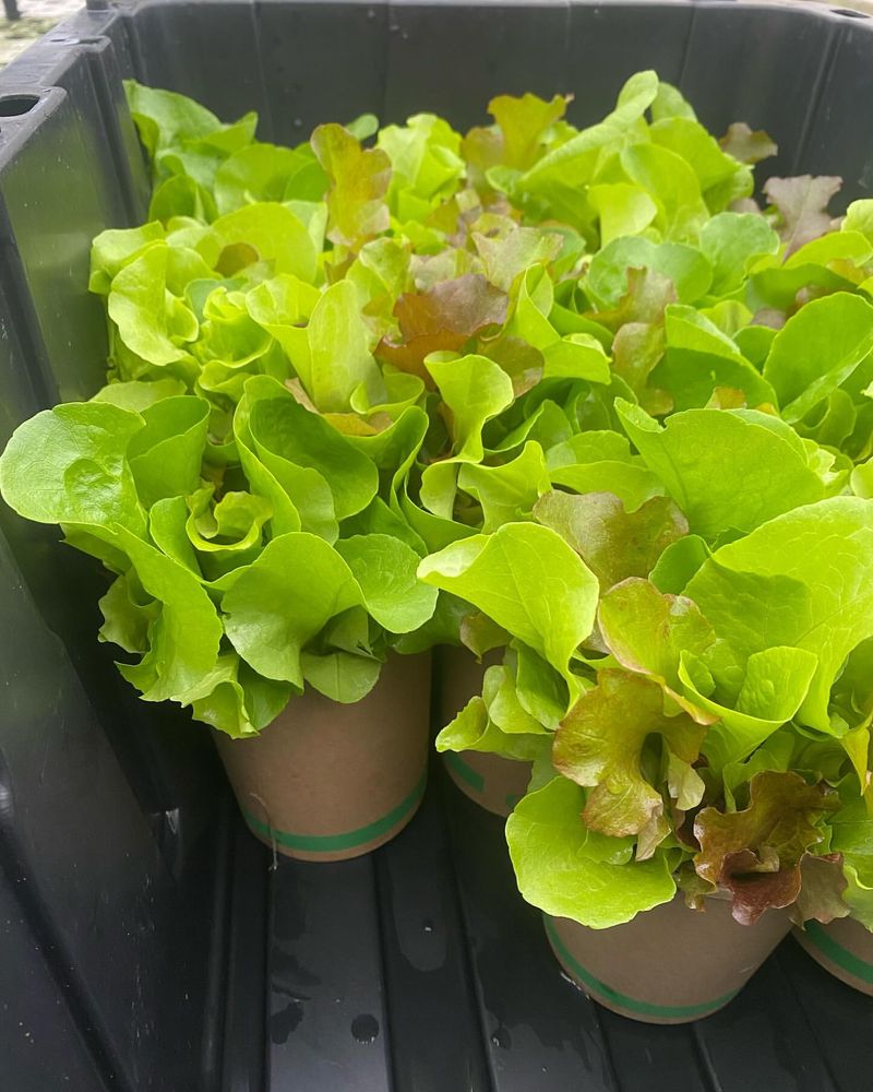 Cress Lettuce