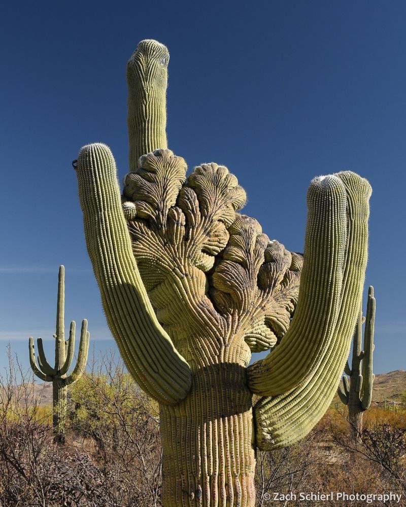 Crested Saguaro