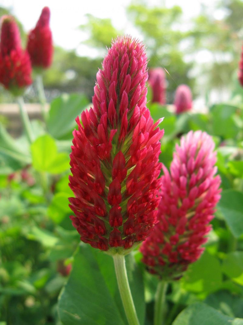 Crimson Clover Charm