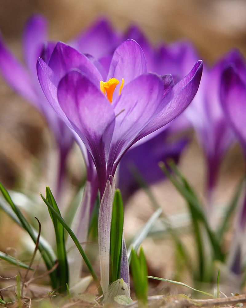 Crocuses