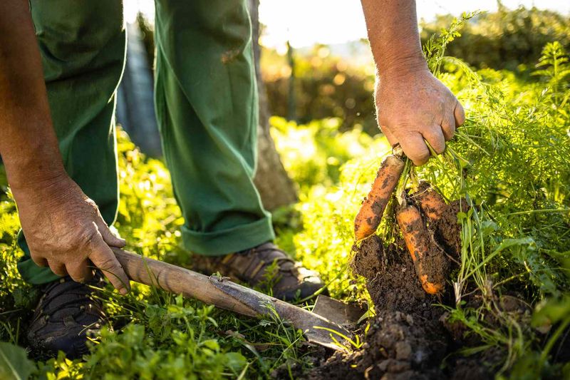 Crop Rotation