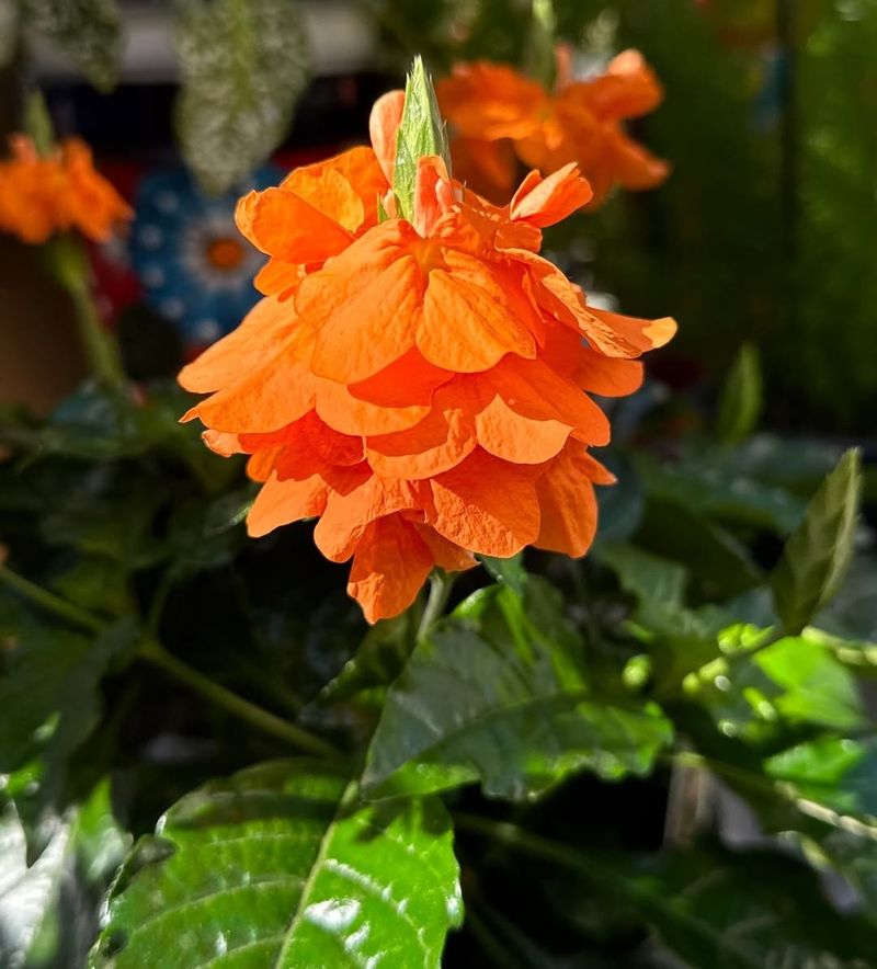 Crossandra