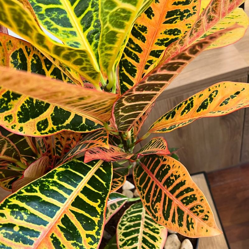 Croton