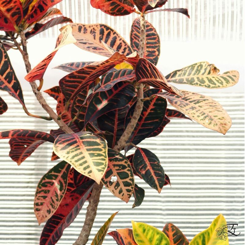 Croton