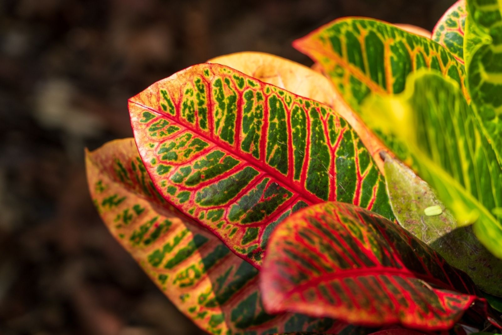 Croton plant