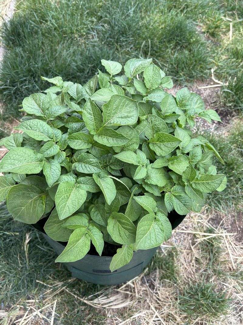 Crowding the Plants