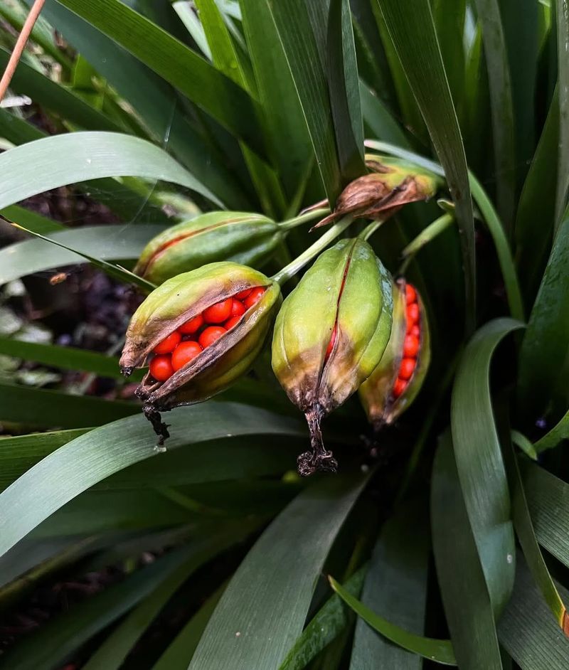 Stinking Iris