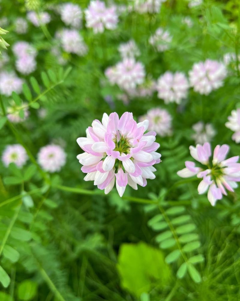 Crown Vetch