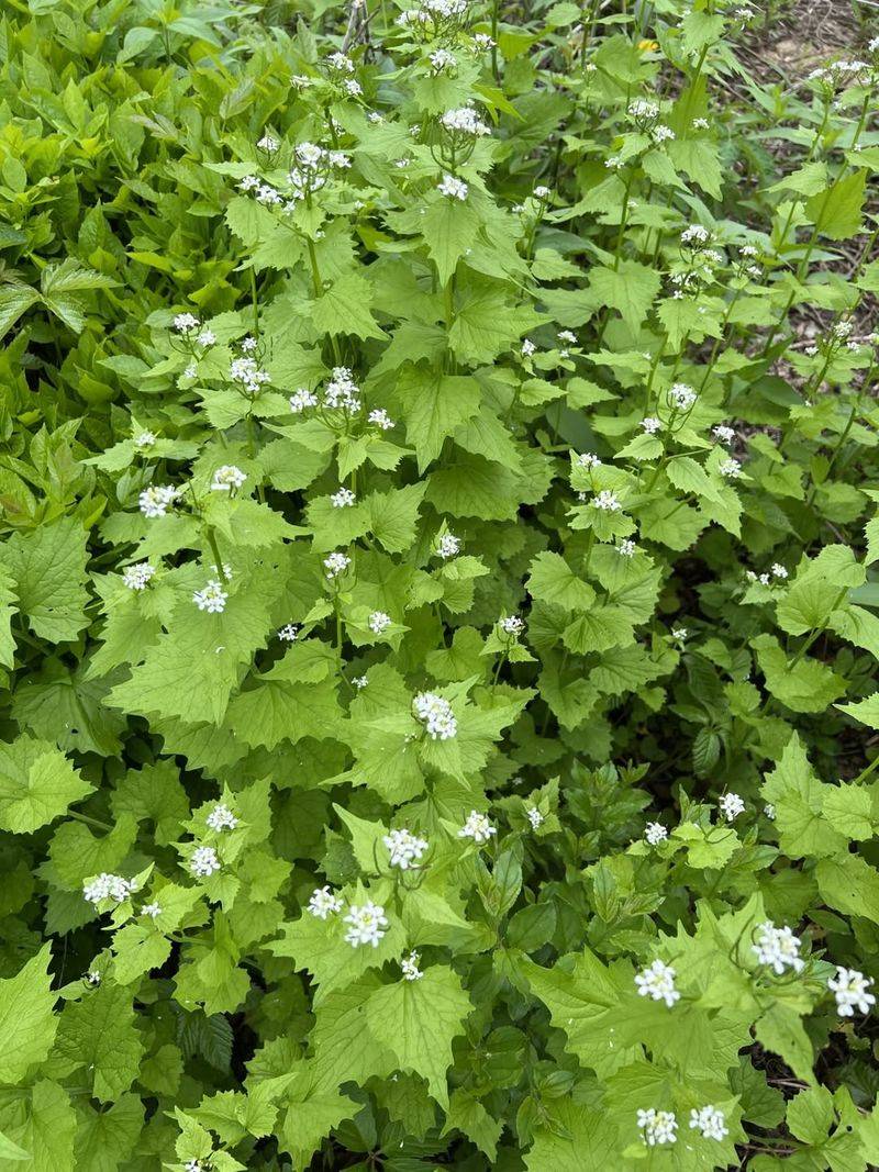 Garlic Mustard