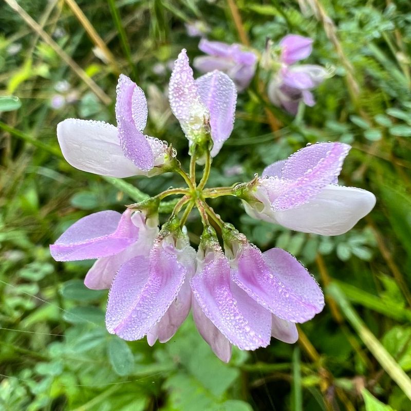 Crown Vetch