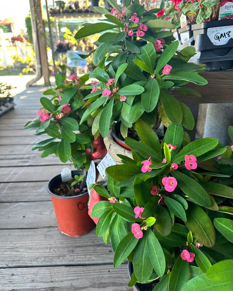 Crown of Thorns