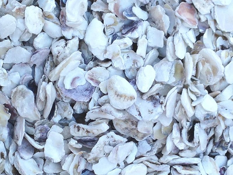 Crushed Shells