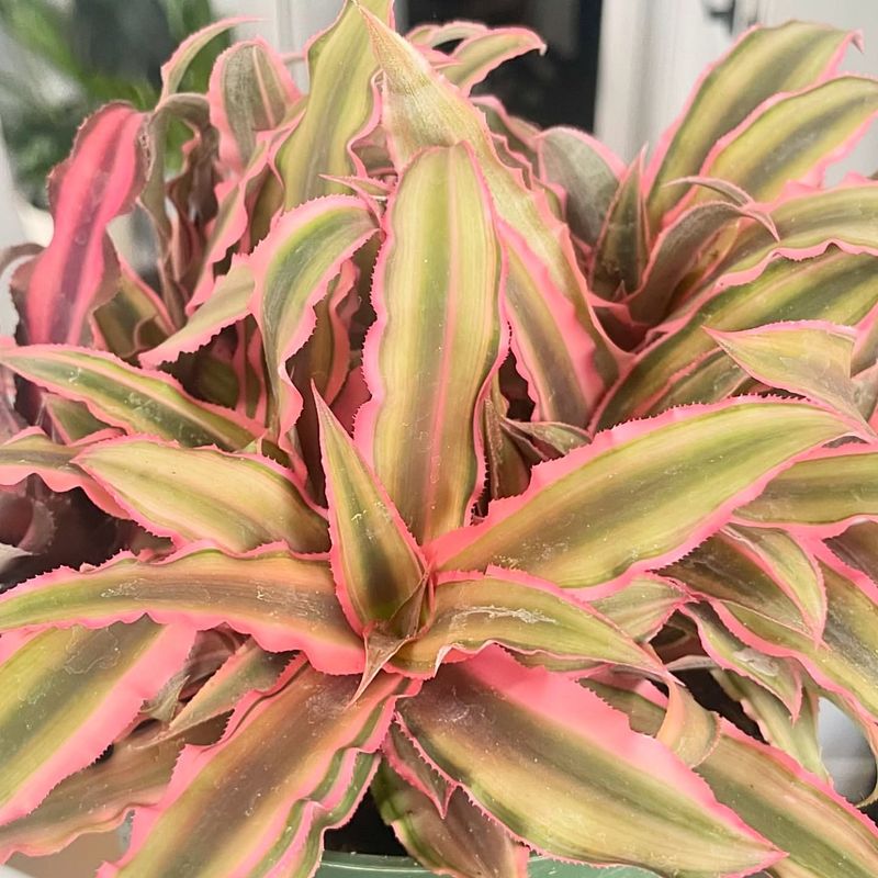 Cryptanthus Bivittatus