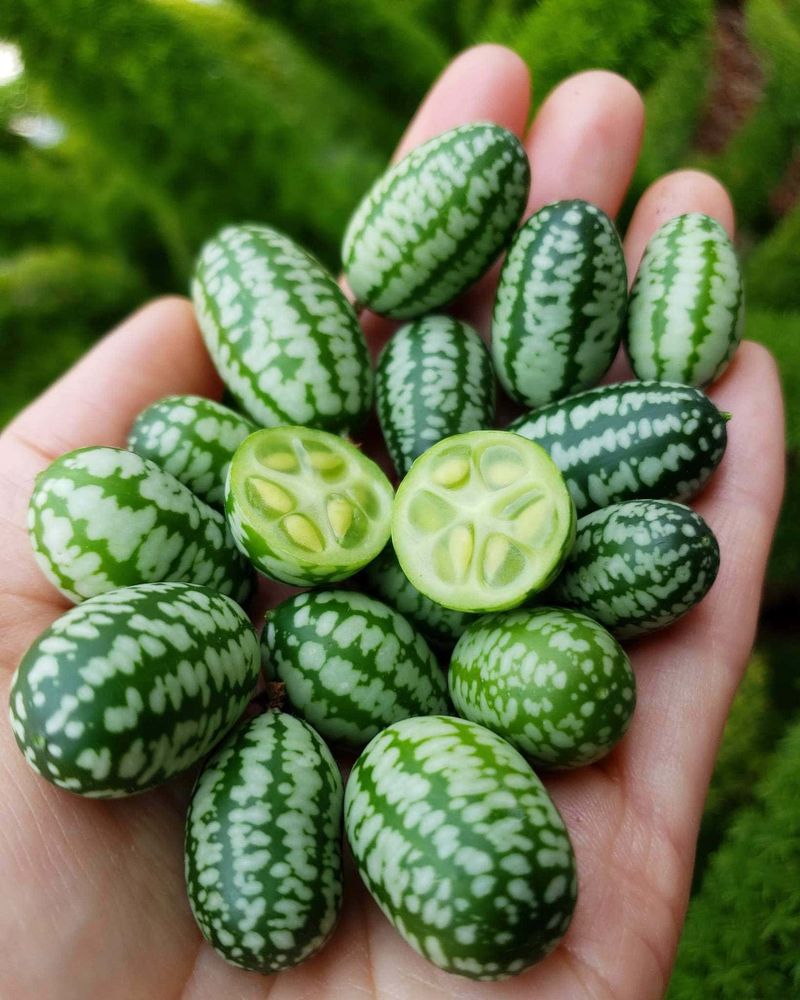 Cucamelons