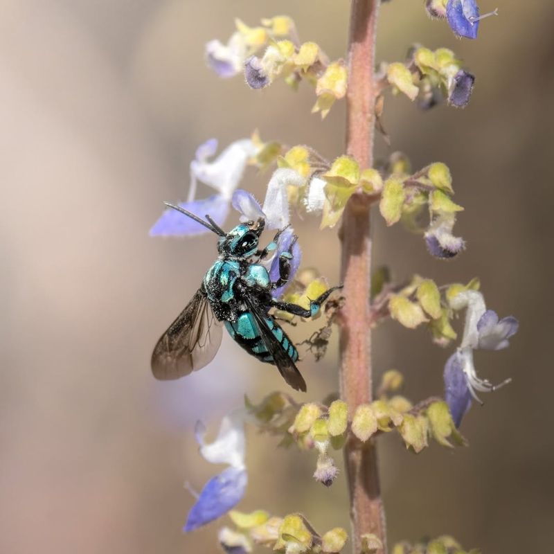 Cuckoo Bees