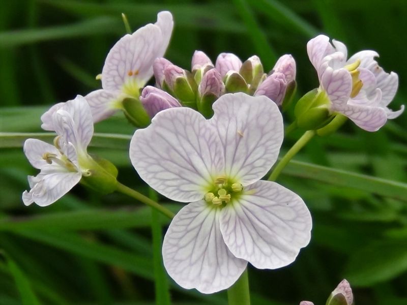 Cuckoo Flower