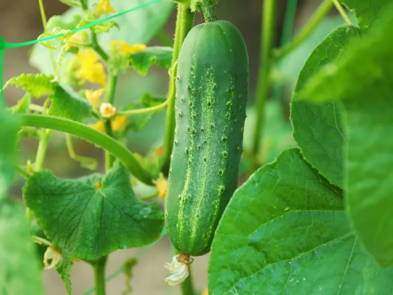 Cucumber