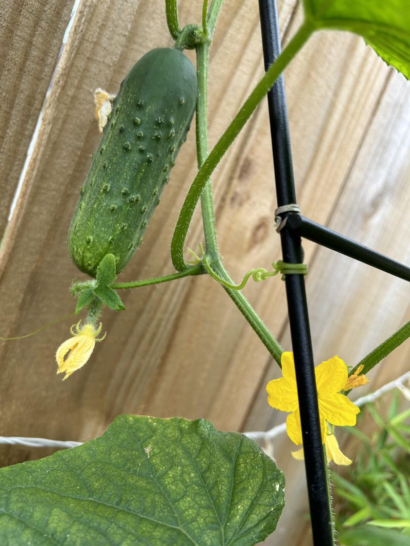 Cucumber