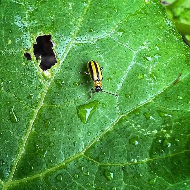 Cucumber Beetles