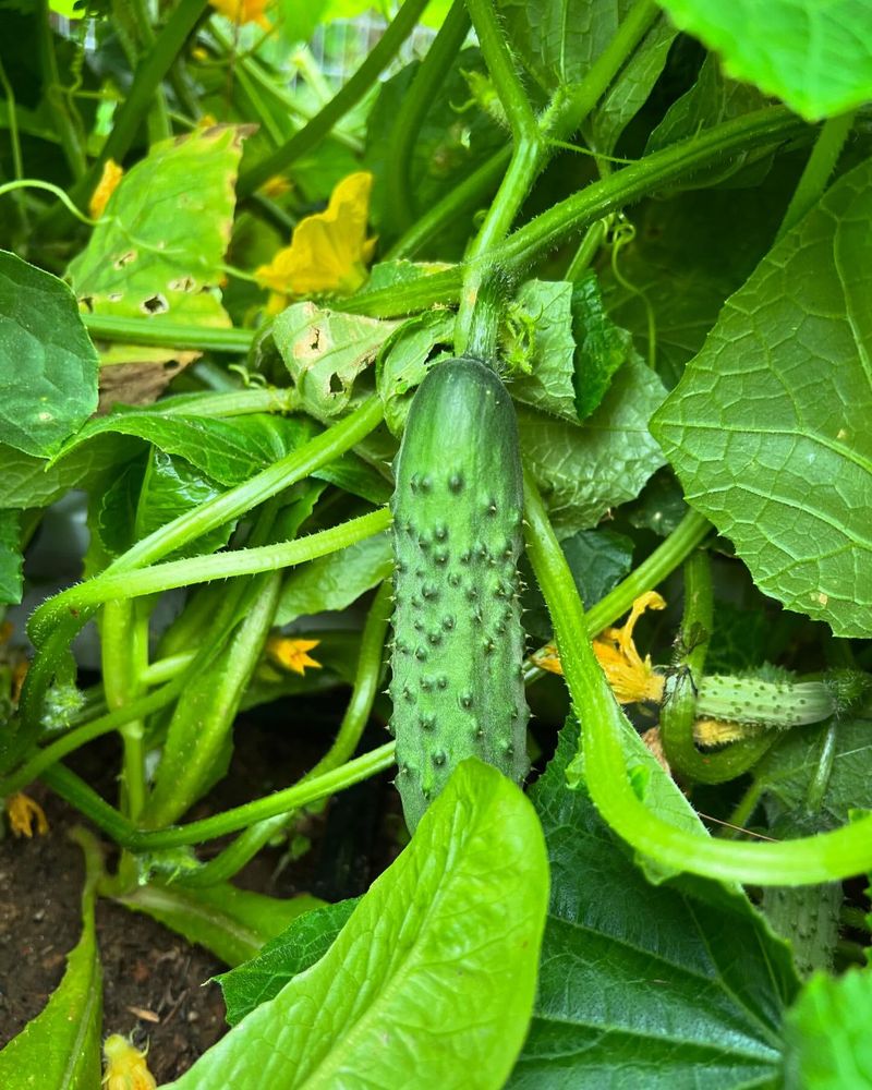 Cucumber