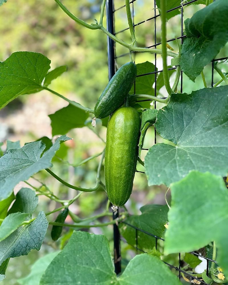 Cucumbers