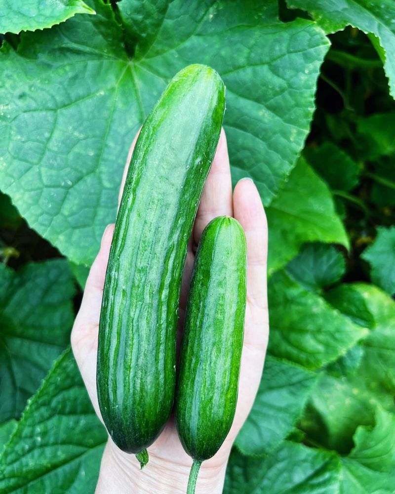 Cucumbers