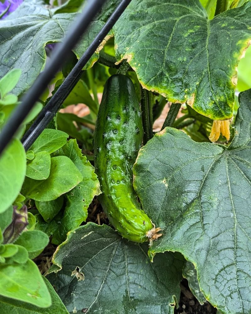 Cucumbers