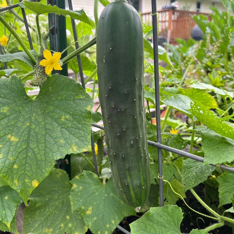 Cucumbers