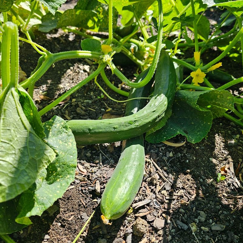 Cucumbers