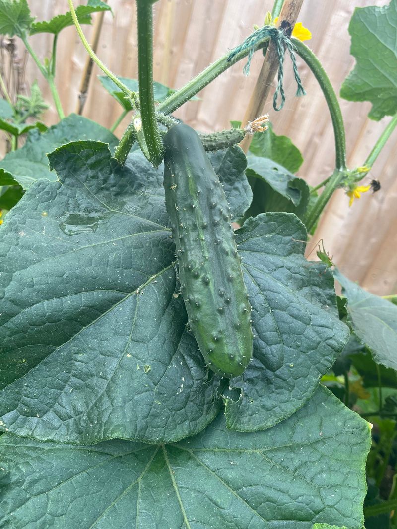 Cucumbers