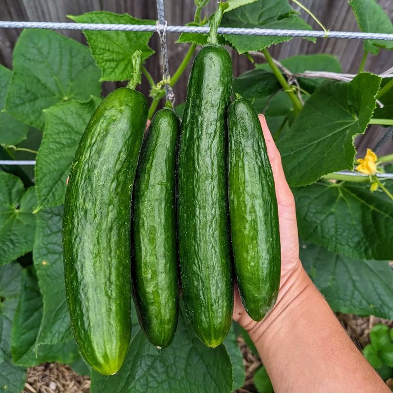 Cucumbers