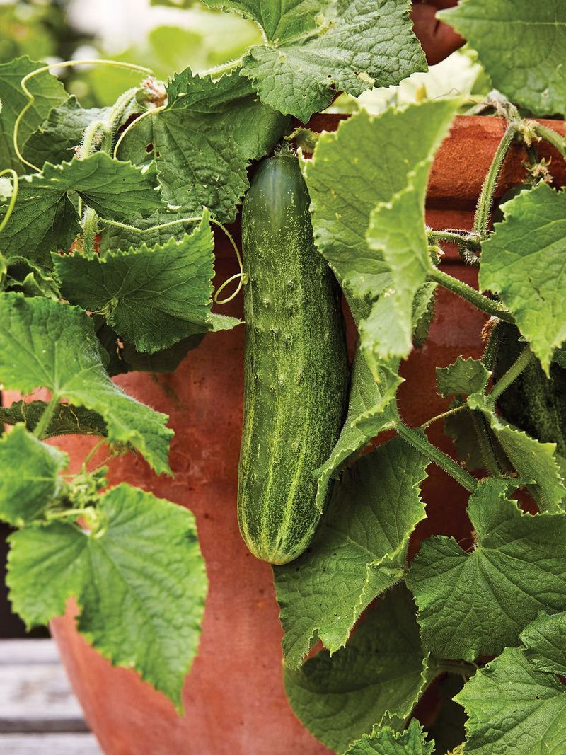 Cucumbers 'Bush Champion'