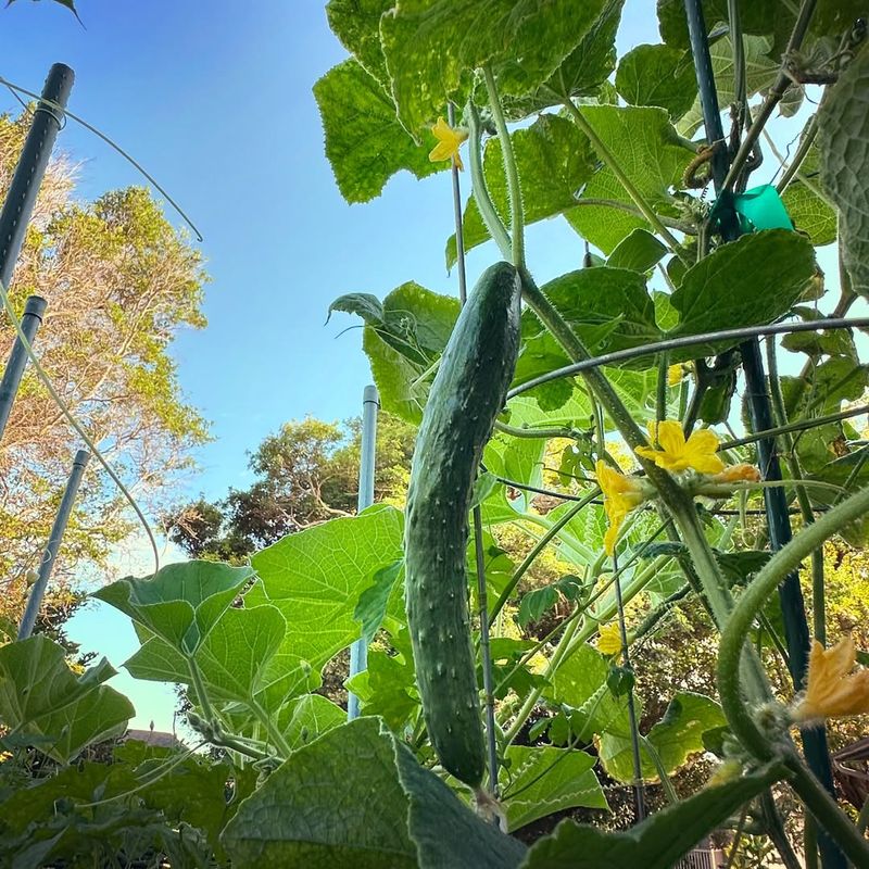 Cucumbers