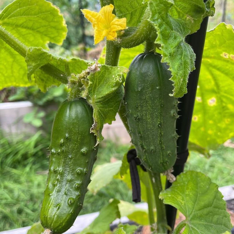 Cucumbers